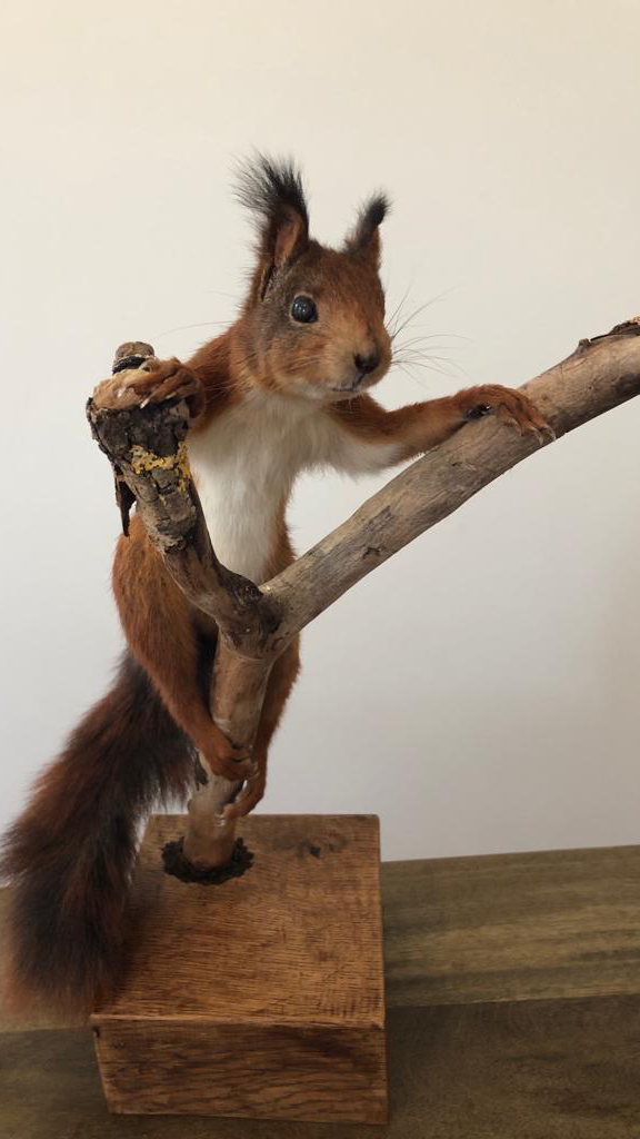 Bos en Fauna gebruikt DX binddraad in taxidermie